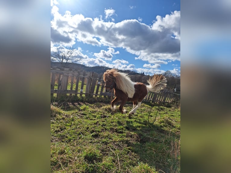 Ponis Shetland Semental 4 años 88 cm Pío in Gräfinau-Angstedt