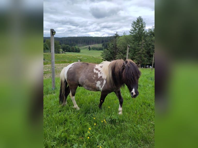 Ponis Shetland Semental 4 años 95 cm Tobiano-todas las-capas in Schwarzenbach am Wald