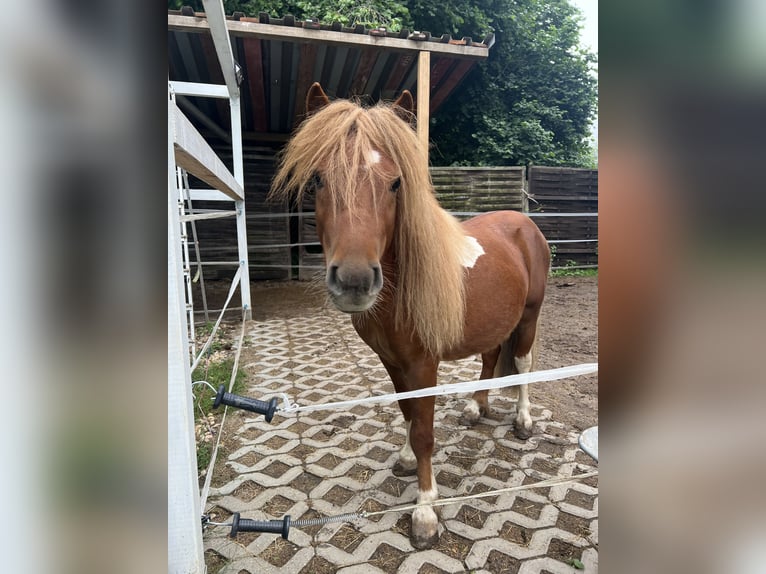 Ponis Shetland Semental 4 años 98 cm Alazán in Dieskau