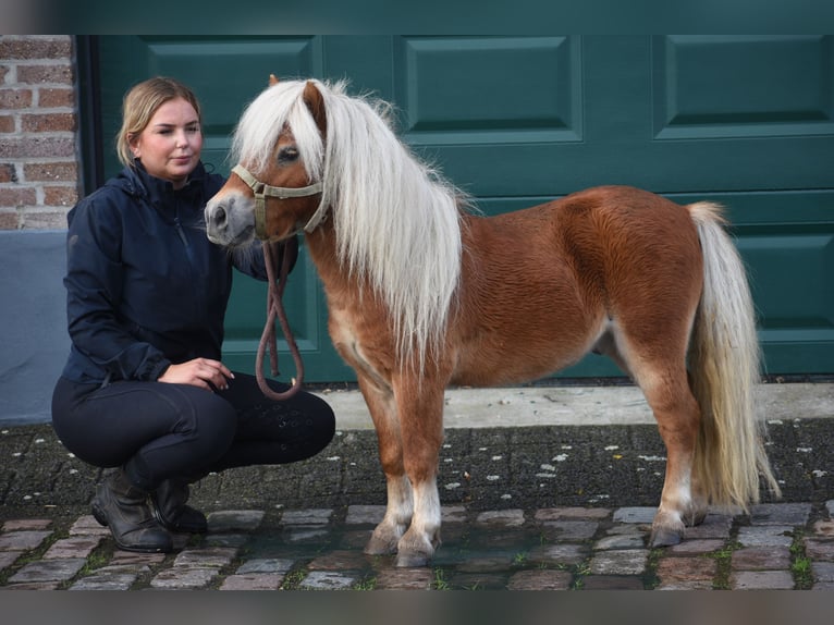 Ponis Shetland Semental 4 años  in Achtmaal