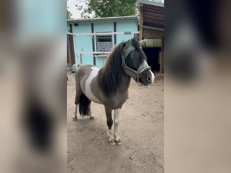 Ponis Shetland Semental 5 años 110 cm  in Dieskau