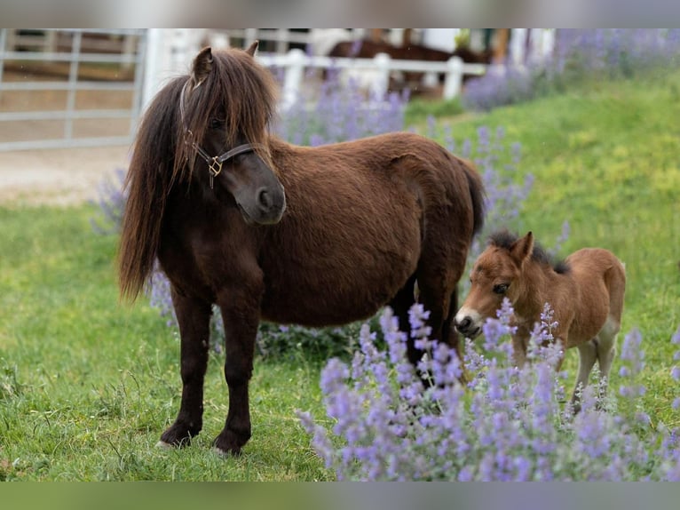 Ponis Shetland Semental 5 años 80 cm Negro in Frohnleiten