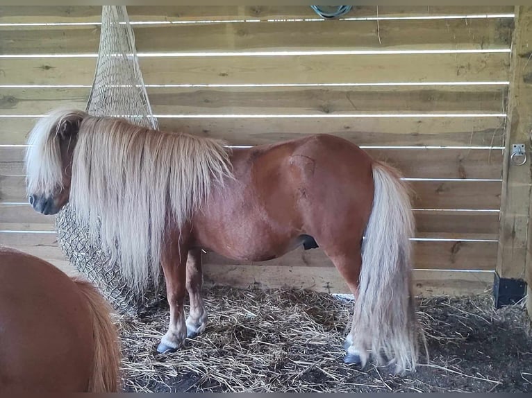 Ponis Shetland Semental 5 años 84 cm Alazán in Zwierzyn