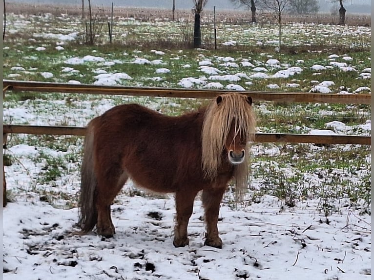 Ponis Shetland Semental 5 años 84 cm Alazán in Zwierzyn