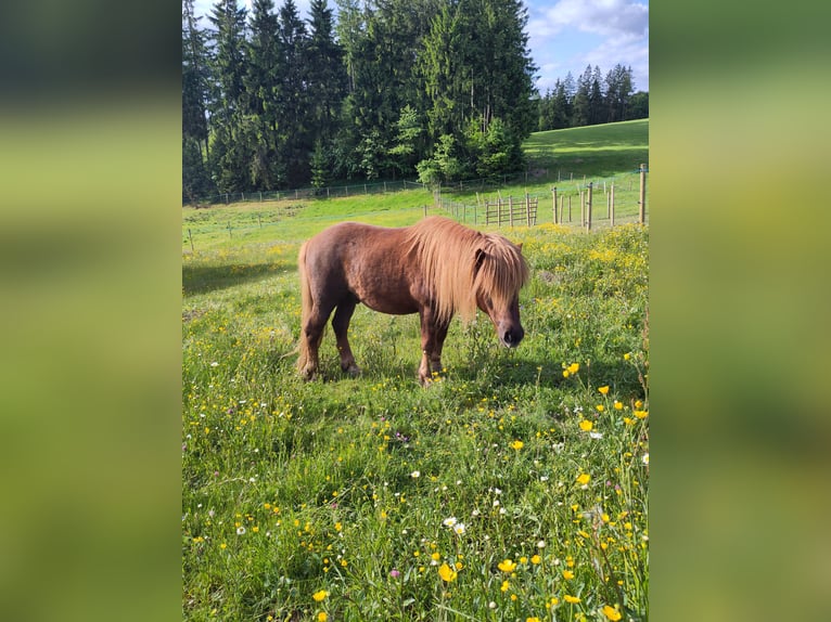Ponis Shetland Semental 6 años 106 cm Alazán in Schwarzenbach am Wald