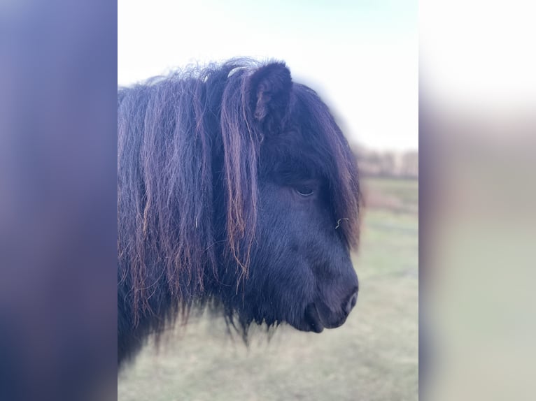 Ponis Shetland Semental 6 años 110 cm Negro in Emkendorf