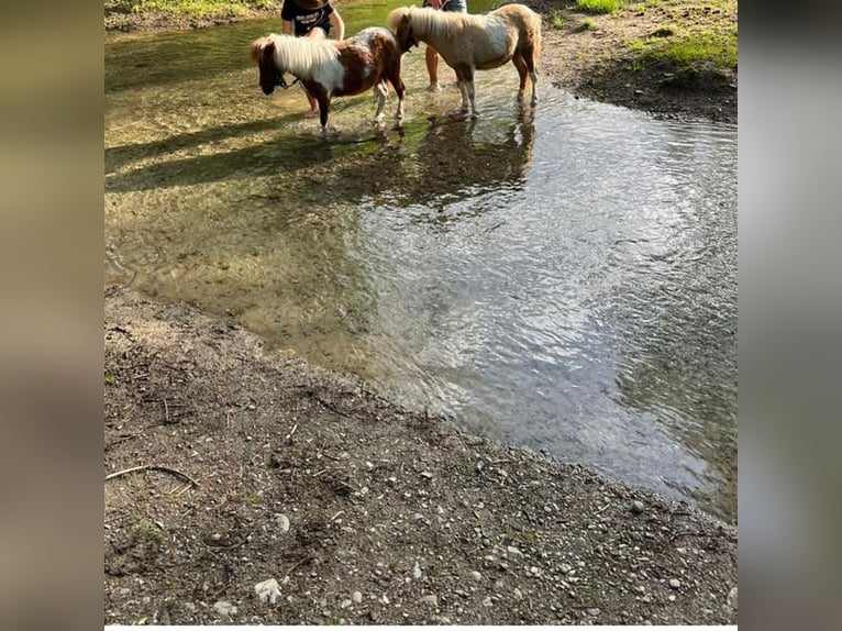 Ponis Shetland Semental 6 años 84 cm in Obertilliach