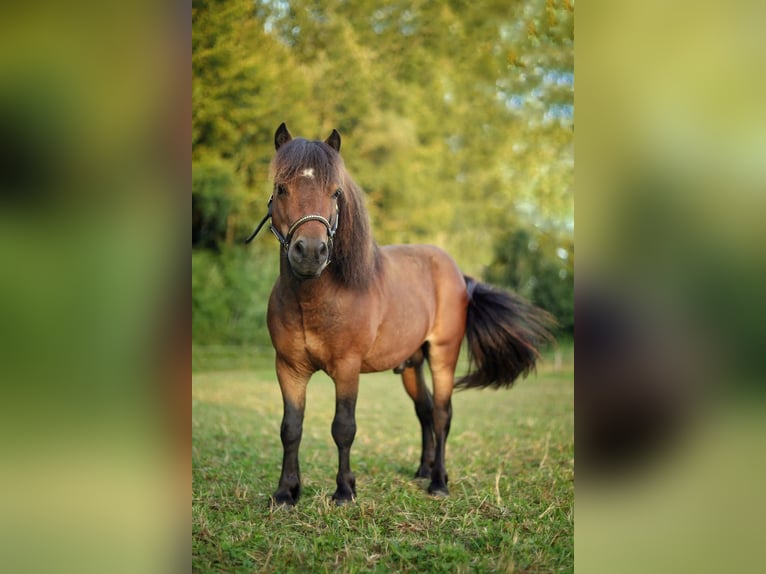 Ponis Shetland Semental 6 años 87 cm Castaño in Saint oulph