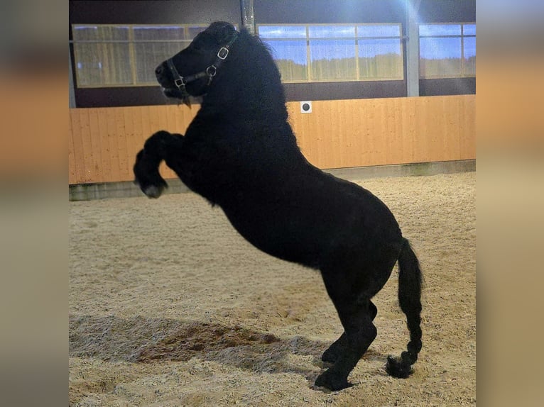 Ponis Shetland Semental 7 años 102 cm Negro in Tann