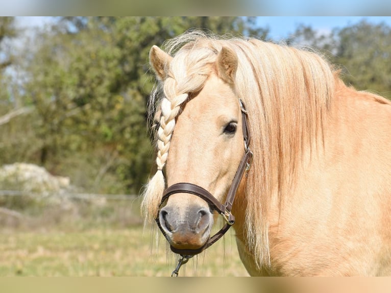 Ponis Shetland Semental 7 años 107 cm Dunalino (Cervuno x Palomino) in cressensac