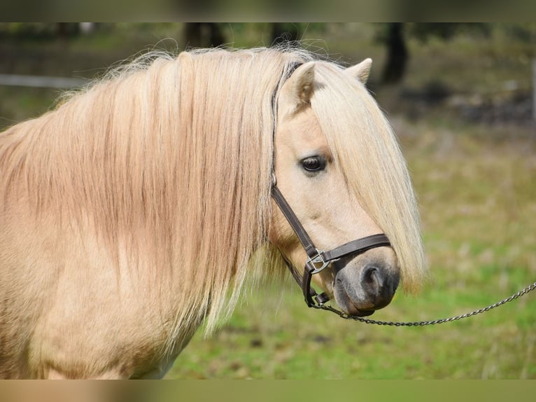 Ponis Shetland Semental 7 años 107 cm Dunalino (Cervuno x Palomino) in cressensac