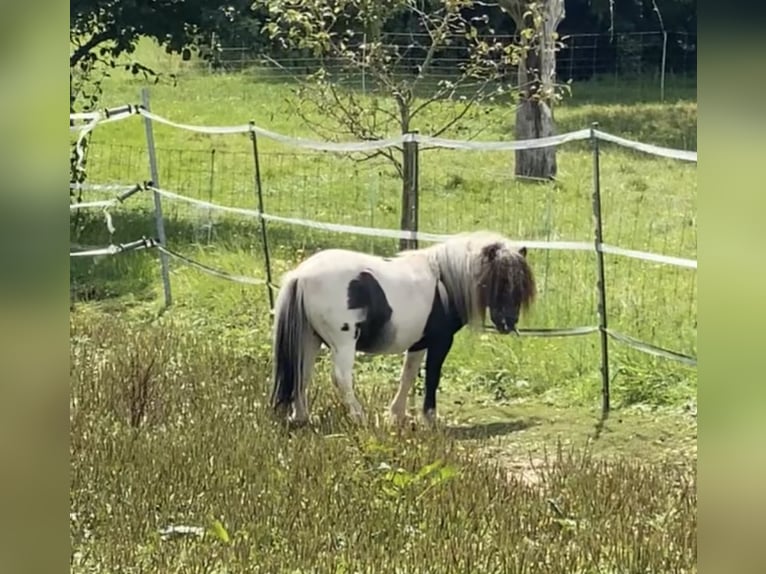 Ponis Shetland Semental 7 años 83 cm Pío in Eschau