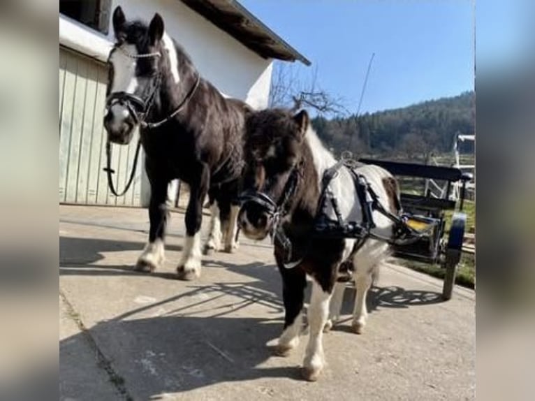 Ponis Shetland Semental 7 años 83 cm Pío in Eschau