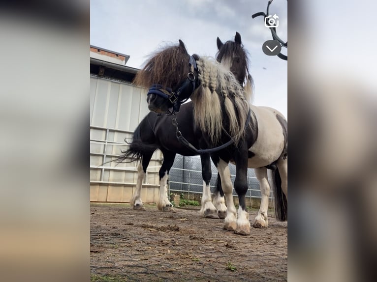 Ponis Shetland Semental 7 años 83 cm Pío in Eschau