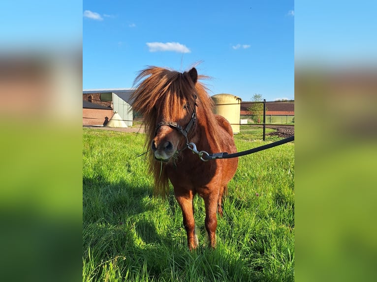 Ponis Shetland Semental 7 años 85 cm Alazán in Overloon