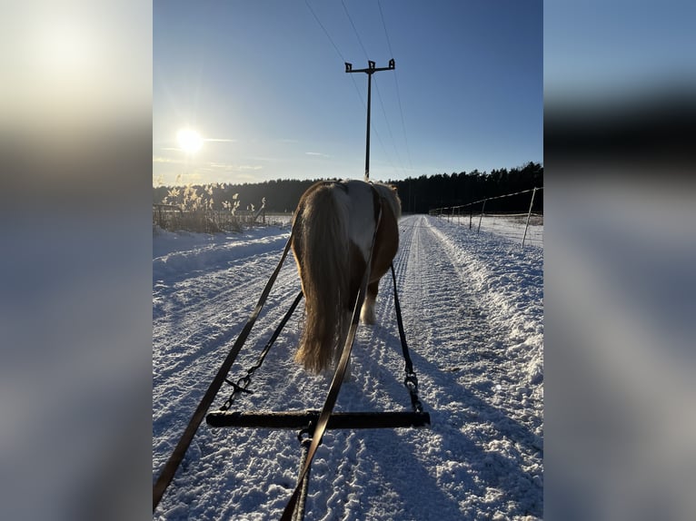 Ponis Shetland Semental 7 años 94 cm Pío in Neuhausen/Spree