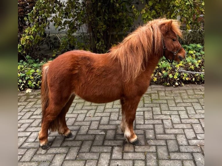 Ponis Shetland Semental 7 años 95 cm Alazán in Diepenau