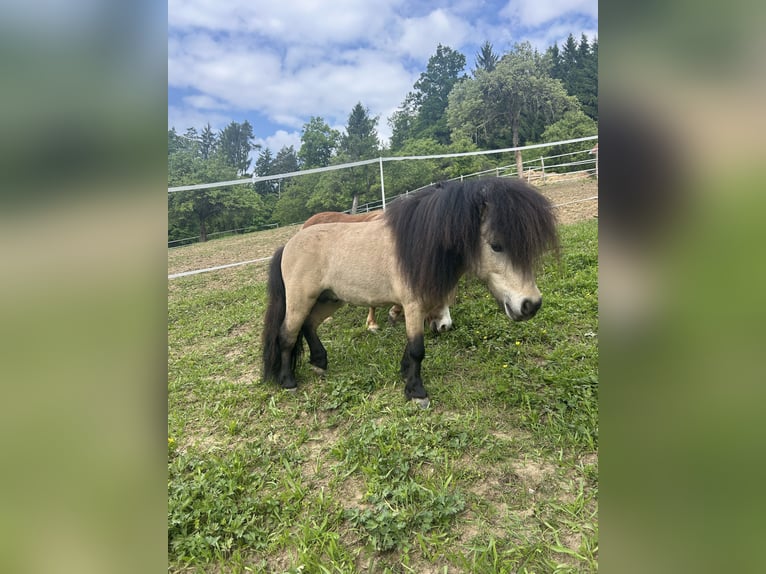 Ponis Shetland Semental 8 años 100 cm Buckskin/Bayo in Kirchberg an der Raab