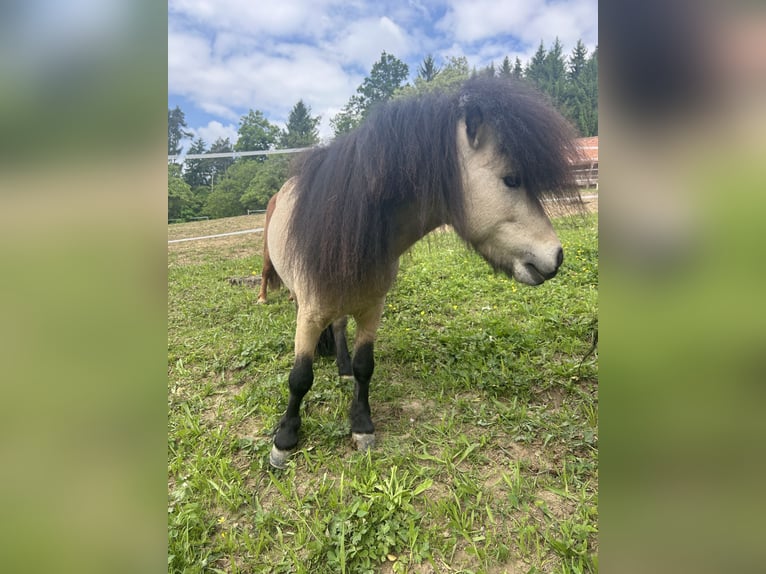 Ponis Shetland Semental 8 años 100 cm Buckskin/Bayo in Kirchberg an der Raab