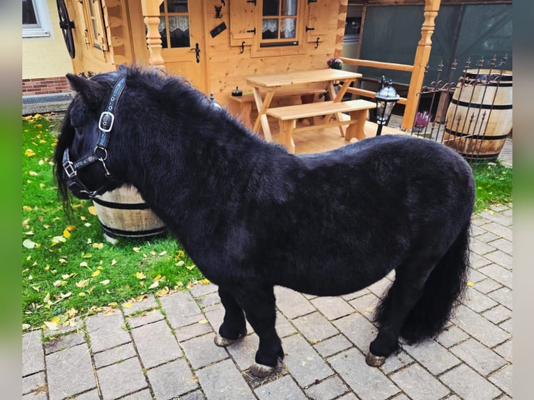 Ponis Shetland Semental 8 años 102 cm Negro in Tann