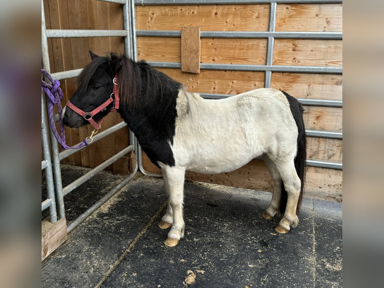 Ponis Shetland Semental 8 años 105 cm Pío in Daleiden