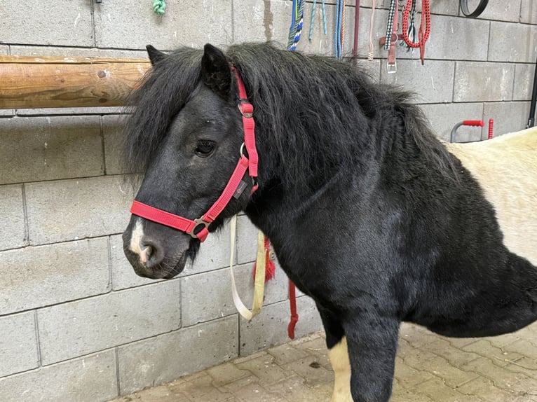 Ponis Shetland Semental 8 años 105 cm Pío in Daleiden