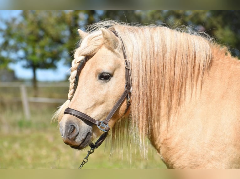 Ponis Shetland Semental 8 años 107 cm Dunalino (Cervuno x Palomino) in cressensac