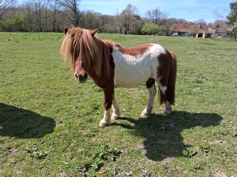 Ponis Shetland Semental 8 años 112 cm Tobiano-todas las-capas in saint martin en bresse