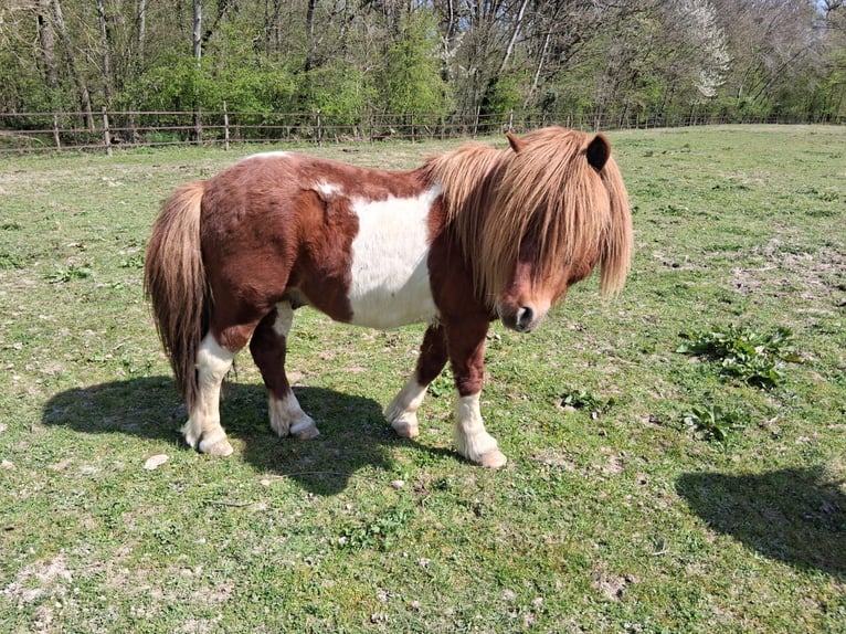Ponis Shetland Semental 8 años 112 cm Tobiano-todas las-capas in saint martin en bresse