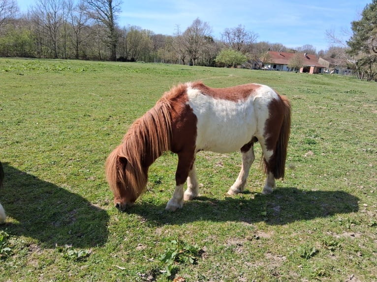 Ponis Shetland Semental 8 años 112 cm Tobiano-todas las-capas in saint martin en bresse