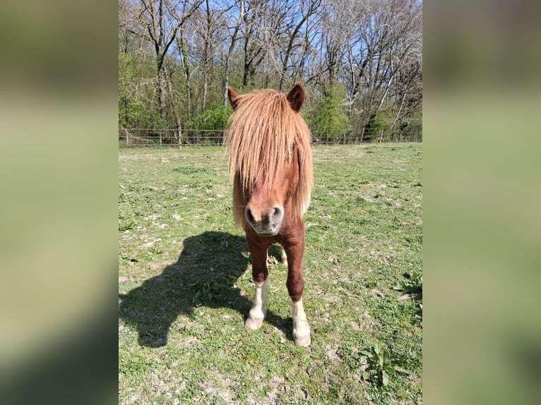 Ponis Shetland Semental 8 años 112 cm Tobiano-todas las-capas in saint martin en bresse
