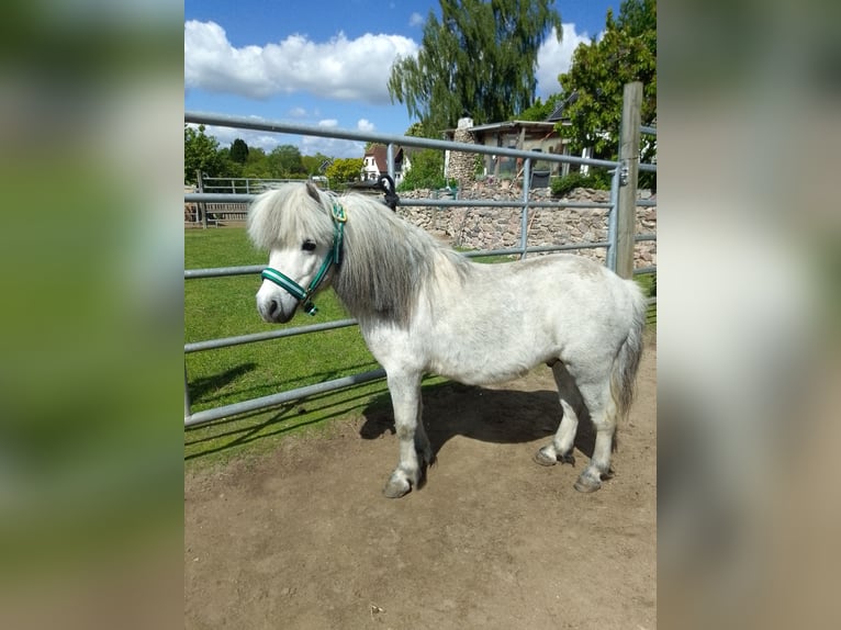 Ponis Shetland Semental 8 años 86 cm Tordillo negro in Scharbeutz