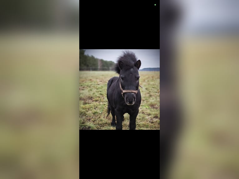 Ponis Shetland Semental 9 años 100 cm Negro in Leibchel