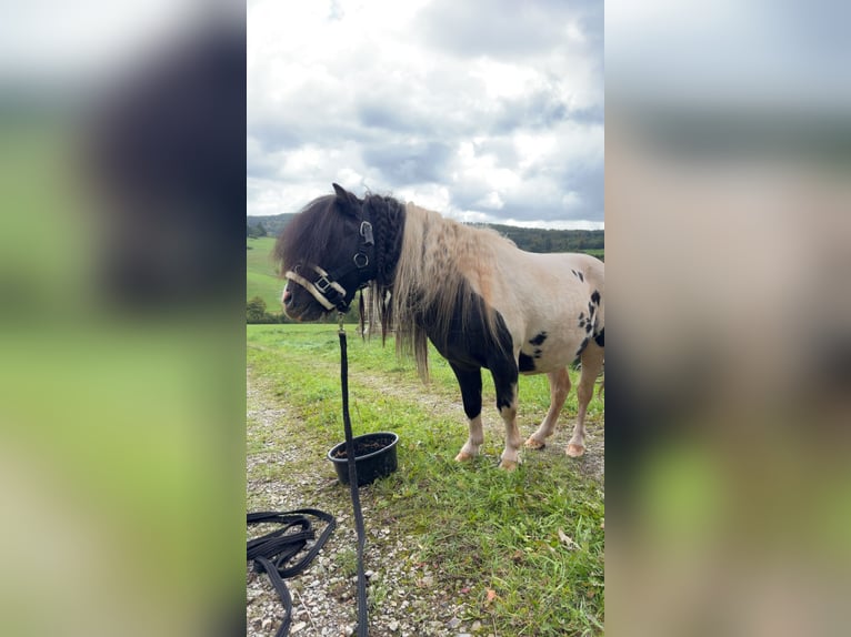 Ponis Shetland Semental 9 años 95 cm Pío in Melsungen