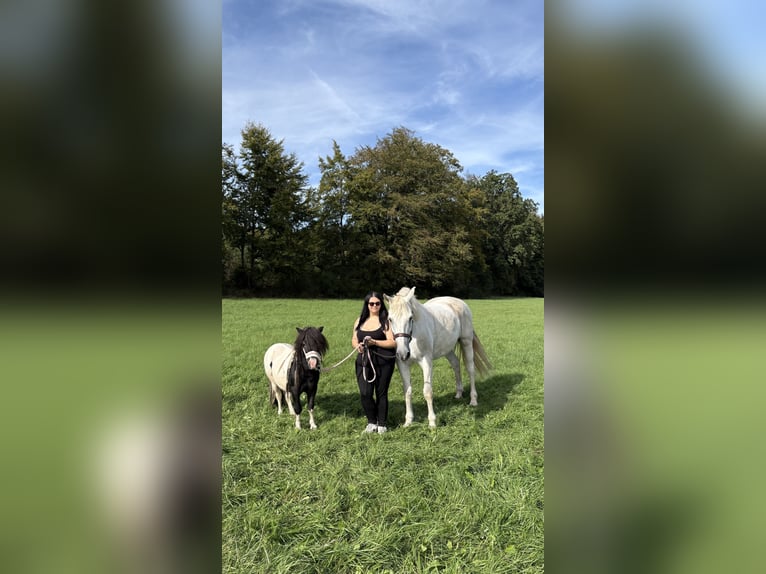 Ponis Shetland Semental 9 años 95 cm Pío in Melsungen