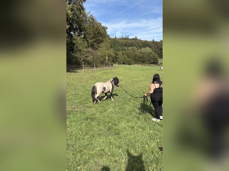 Ponis Shetland Semental 9 años 95 cm Pío in Melsungen