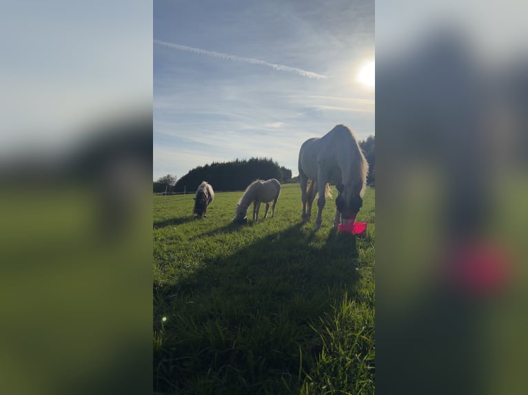 Ponis Shetland Semental 9 años 95 cm Pío in Melsungen