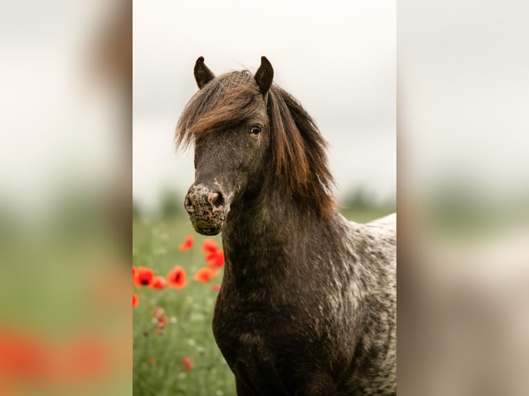 Ponis Shetland Semental Atigrado/Moteado in Hohenthann