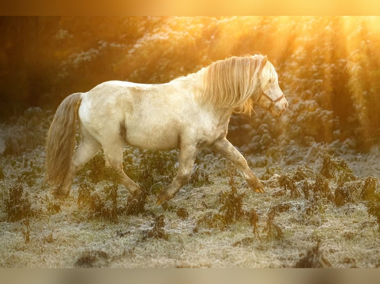 Ponis Shetland Semental Atigrado/Moteado in Gro&#xDF; Molzahn