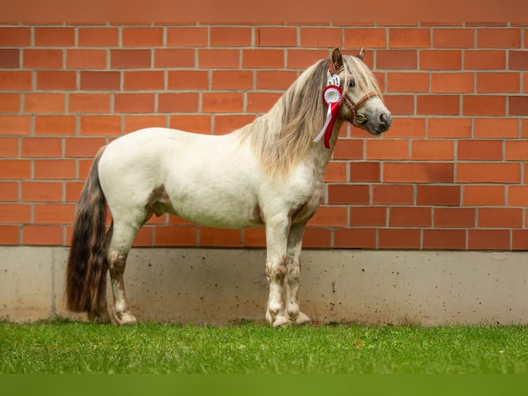 Ponis Shetland Semental Atigrado/Moteado in Gro&#xDF; Molzahn