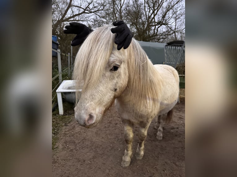 Ponis Shetland Semental Atigrado/Moteado in Gro&#xDF; Molzahn