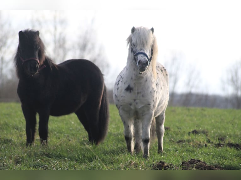 Ponis Shetland Semental Atigrado/Moteado in Bobitz