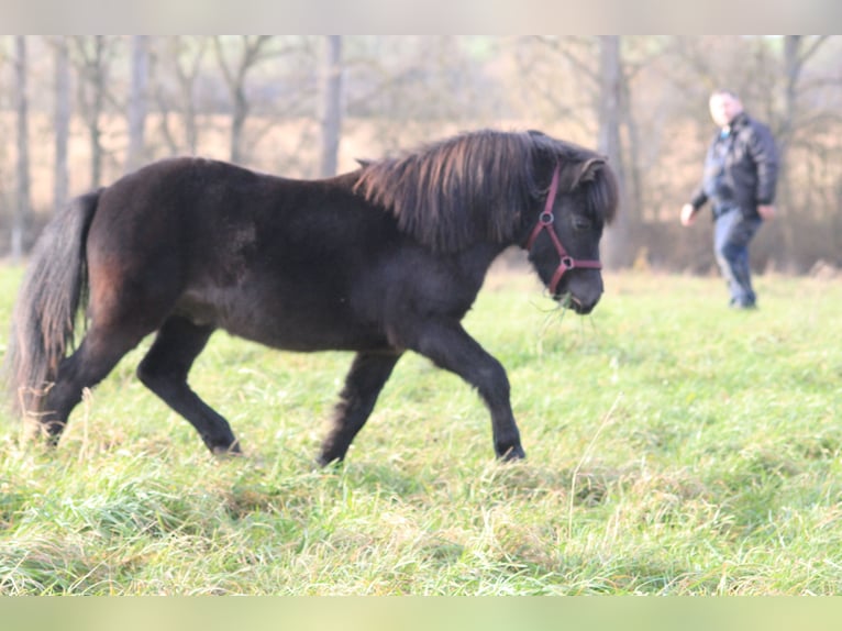 Ponis Shetland Semental Atigrado/Moteado in Bobitz