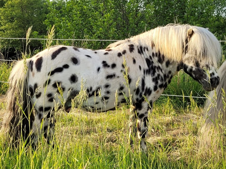 Ponis Shetland Semental Atigrado/Moteado in Naundorf
