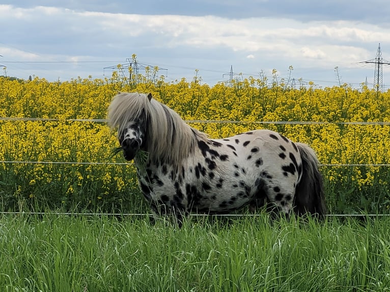 Ponis Shetland Semental in Wabern