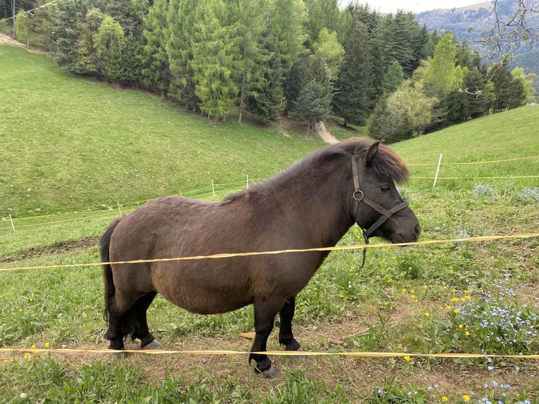 Ponis Shetland Semental Negro in Songavazzo