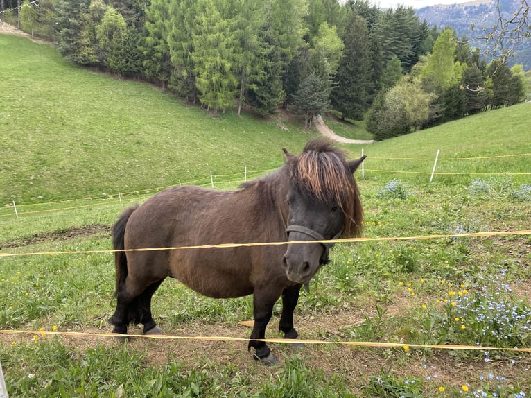 Ponis Shetland Semental Negro in Songavazzo