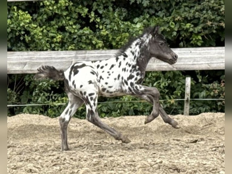 Ponis Shetland Semental Potro (04/2026) 100 cm Atigrado/Moteado in Schemmerhofen