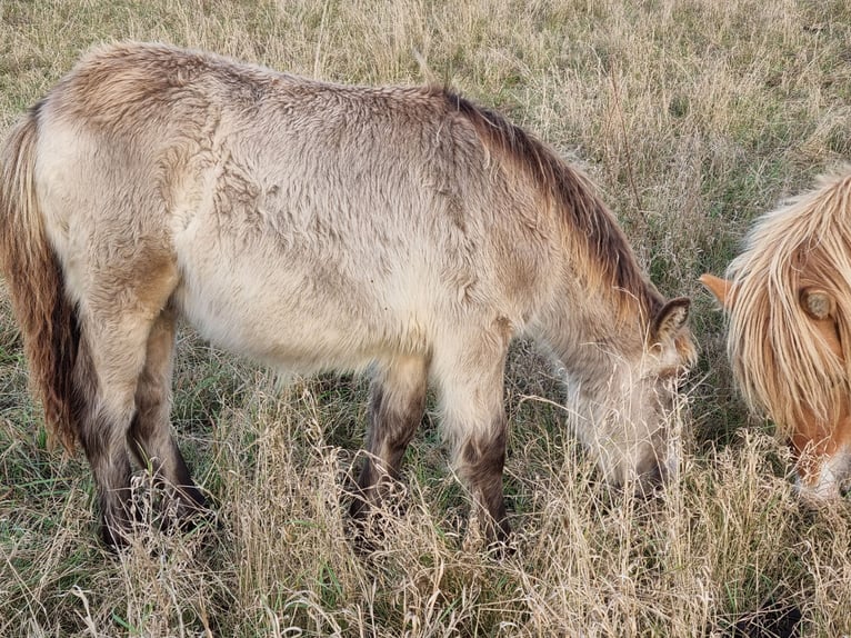 Ponis Shetland Semental Potro (04/2024) 100 cm Buckskin/Bayo in Behringen