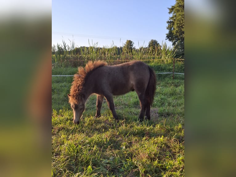 Ponis Shetland Semental Potro (04/2026) 100 cm Castaño claro in Zemitz